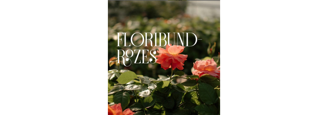 Kāpēc izvēlēties Floribundrozes?